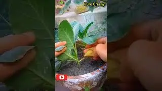 Yellow Leaves on Cauliflower Plants! | Pure Greeny