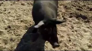 Hog moving day at Baker's Green Acres: Part 1