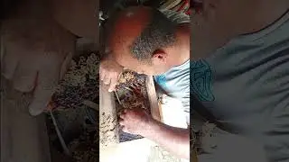 divis&atilde;o de abelha esp&eacute;cie manda&ccedil;aia