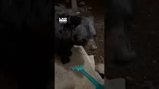 Woman gives black bear a scratch