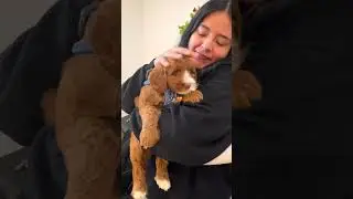 Unforgettable emotions with Australian labradoodle puppies 🐾✨ #breeder #puppyvideos