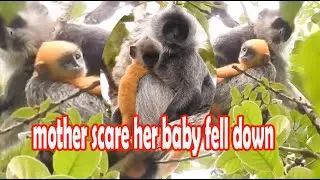 mother scare her baby feel down|silver leaf monkey #19|wildlife99