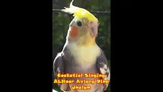 AlNoor Aviary Cockatiel Whistling and Singing with Piano