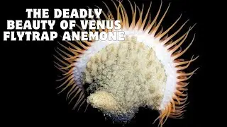 The Deadly Beauty of Venus Flytrap Anemone