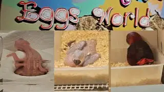 Thailand Safari World EGGS WORLD 🌎 #safari #foryou #travel #bangkok #thailand #egg 