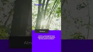Almanya ormanlarında hızlı kayıp, DLR verileriyle g&ouml;zler &ouml;n&uuml;nde