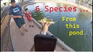 This Urban Pond Might Have The Highest Species Diversity in Arizona!