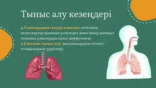 Тыныс алу жүйесінің физиологиясы / Ермекбай А.А