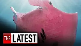 Scientists baffled by pink manta ray spotted on Great Barrier Reef | The Latest | 7NEWS