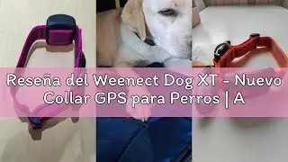 Reseña del Weenect Dog XT - Nuevo Collar GPS para Perros | Antena XL | Impermeable | Collar Amarillo