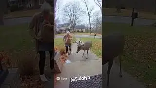 Old Lady Gets Chased by Giant Deer on Ring Cam &mdash; You Won&rsquo;t Believe What Happens! 😂🦌 #shorts