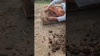 Partridge birds feed #birds