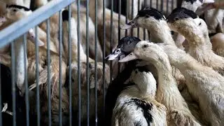 Bird flu vaccine: why countries have resisted it