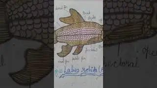 class 11 &12important diagram for practical, theoretical board exam best drawing with paint @#$1057