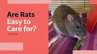 Are Rats Easy to Care For? Do They Make Good Pets?