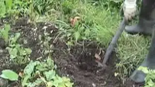 Dig up your spuds! Claire's Allotment part 56