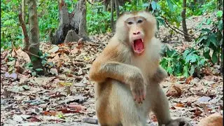 Monkey Pongo Sitting Play Alone Not Have Friend.