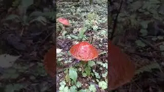 Ужас.  Грибы подосиновики 2019. Horror. Orange-cap boletus 2019.