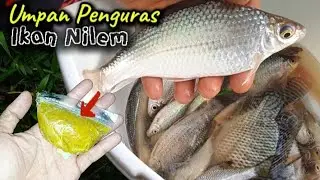 Umpan jitu ikan nilem||Mancing nilem babon||Mancing tawes di sungai||Mancing tawes arus deras
