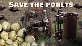 TRAPPING TIPS: Fewer NEST PREDATORS = MORE TURKEYS!