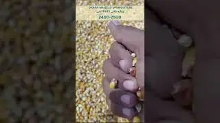 PAR: Okara Ghalla Mandi Maize Rates