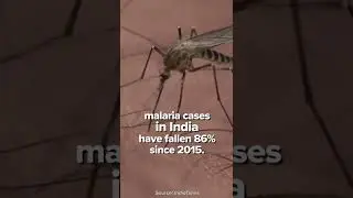India reports 86% fall in cases since 2015, 79% reduction in deaths due to Malaria
