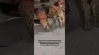 Coconut Crab Facts: The Giants of the Land