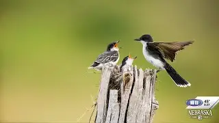 Nebraska Game and Parks: Not unusual to see baby animals that appear to be alone