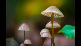 Where soil whispers, life appears. | Macro Photography I Nature&rsquo;s Secret Art: Mushrooms Up Close