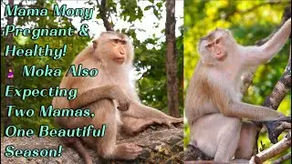🔴Live 🐒 Mama Monkey Mony Is Pregnant Again! | Update After a Long Time & Moka Also Expecting Soon