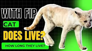 How long will a cat with FIP live?  What Happens When Your Cat Gets FIP?