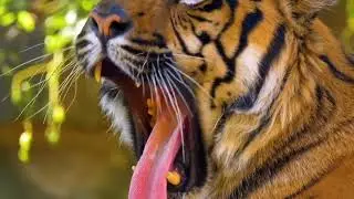 Ranthambore Online Safari Booking for Gypsy & Canter Safari 100% (Tiger Sighting!) - 2026