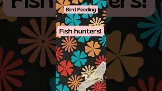 Guess That Bird! 🦜 Fun Quiz for Nature Lovers!