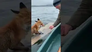 Found Him Miles From Shore on a LOG! 😭#shorts #emotional #rescue #animalrescue #cute