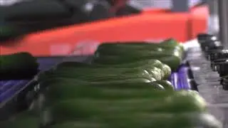Cucumber Packing - Multi Tier Modular Packing Lines