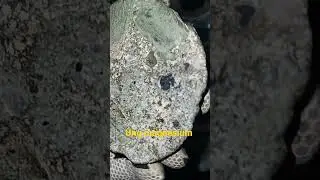 achondrite aubrite melt brecciated