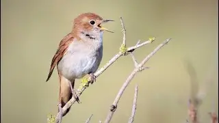 Top 10 Facts About Nightingales  Nightingale Secrets: 10 Facts You Never Knew