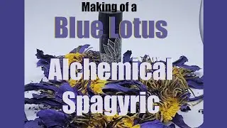 Making a Blue Lotus alchemical spagyric
