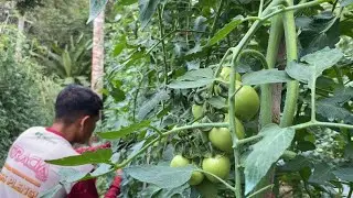 Aktivitas di Kebun Tomat , Capeknya Hilang Lihat Buahnya