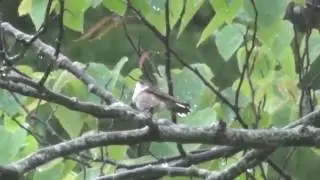 Is this a Straight-billed Hermit hummingbird?