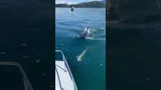 Killer whales swim under boat in Juneau Alaska! #alaska #juneau #killerwhales #orca #fishing