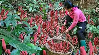 Homeless girl picks Ngoc Cau mushrooms, a rare medicinal herb, to sell.