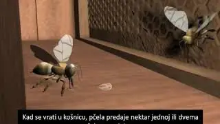 Skola pcelarstva Kako pcela pravi med