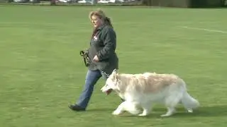 DELTA ONE CANINES, Coventry, UK