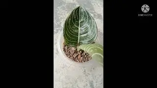 aglonema rotundum Aceh serat putih #Shorts