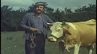 Све што имам од краве сам стекао !