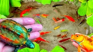 Ловите красивых аквариумных рыбок в небольшом пруду: маленьких черепашек, угрей, красных карпов, ...