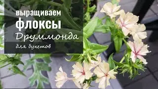 Когда сеять флоксы Друммонда? Самые популяртные сорта однолетних флоксов желтого и кремового цвета