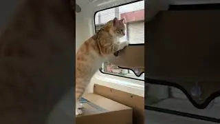 Adorable Cat Loves Running Errands with Pet Parent!