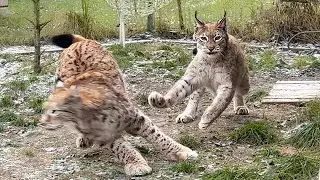 РЫСЬ ХАННА ОХОТЯСЬ, ЧУТЬ НЕ СБИЛА МЕНЯ / Любимая кошка Бегемота